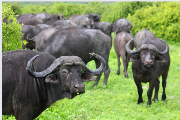 The Ultimate Guide to Wellhealthorganic buffalo milk tag: Benefits, Uses, and More